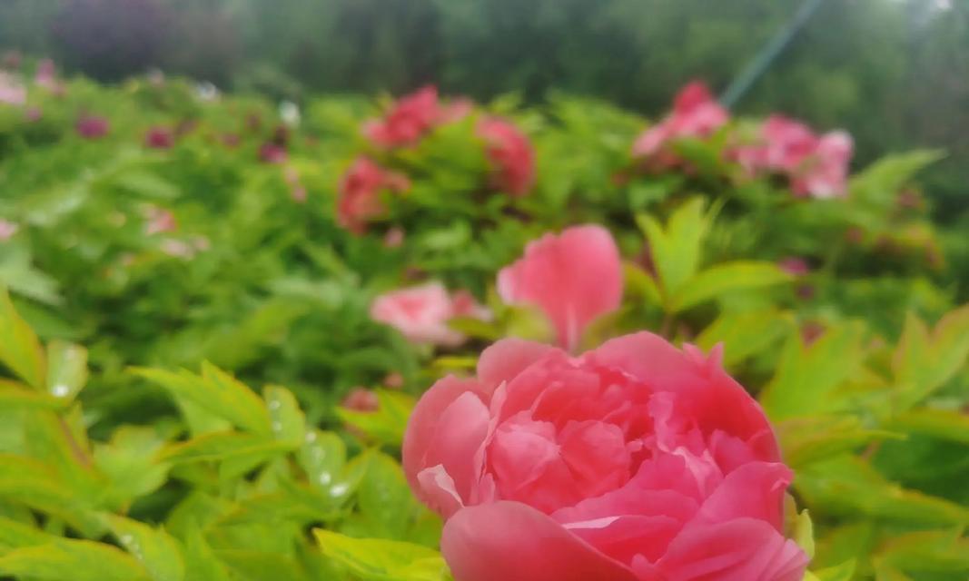 拍摄牡丹花开花视频怎么拍好看