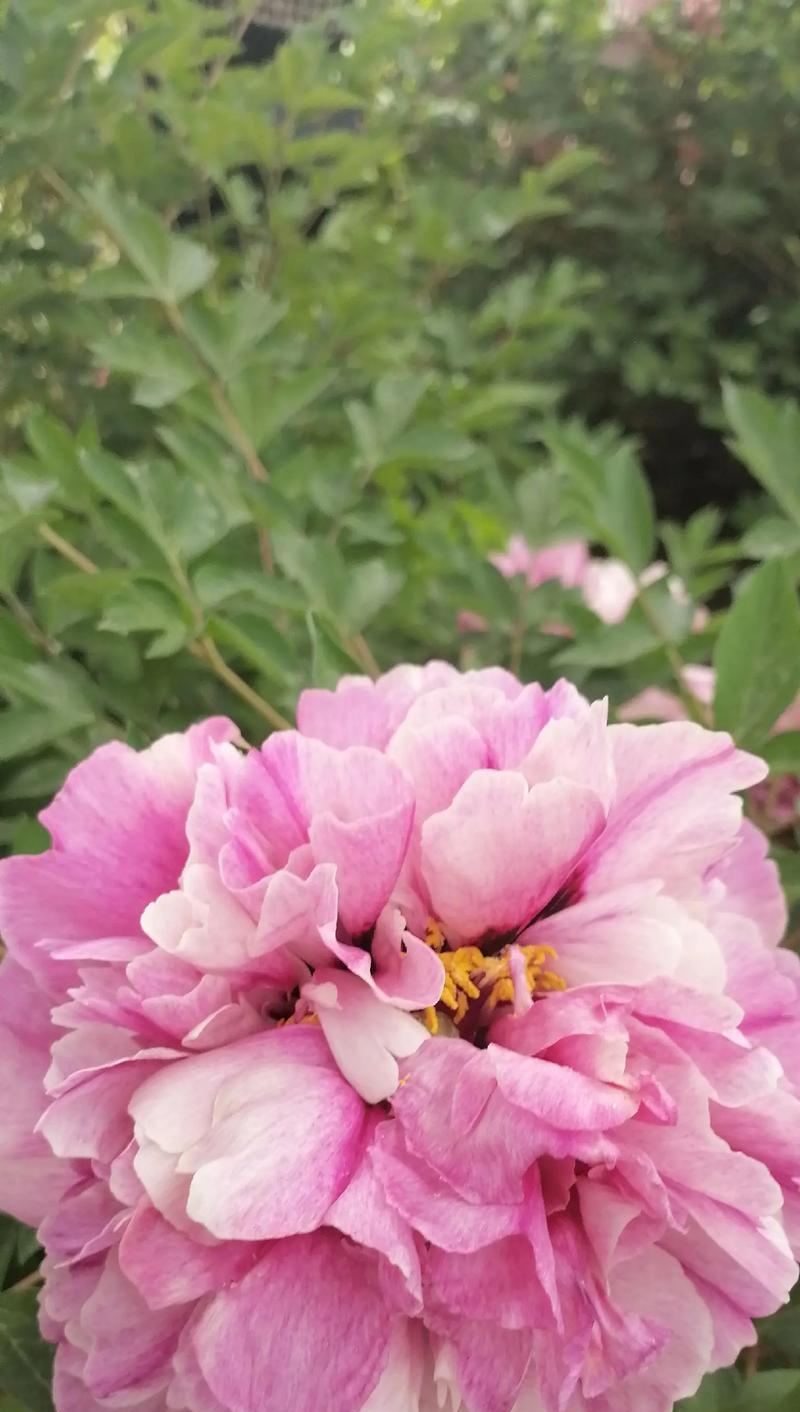 拍摄牡丹花开花视频怎么拍好看