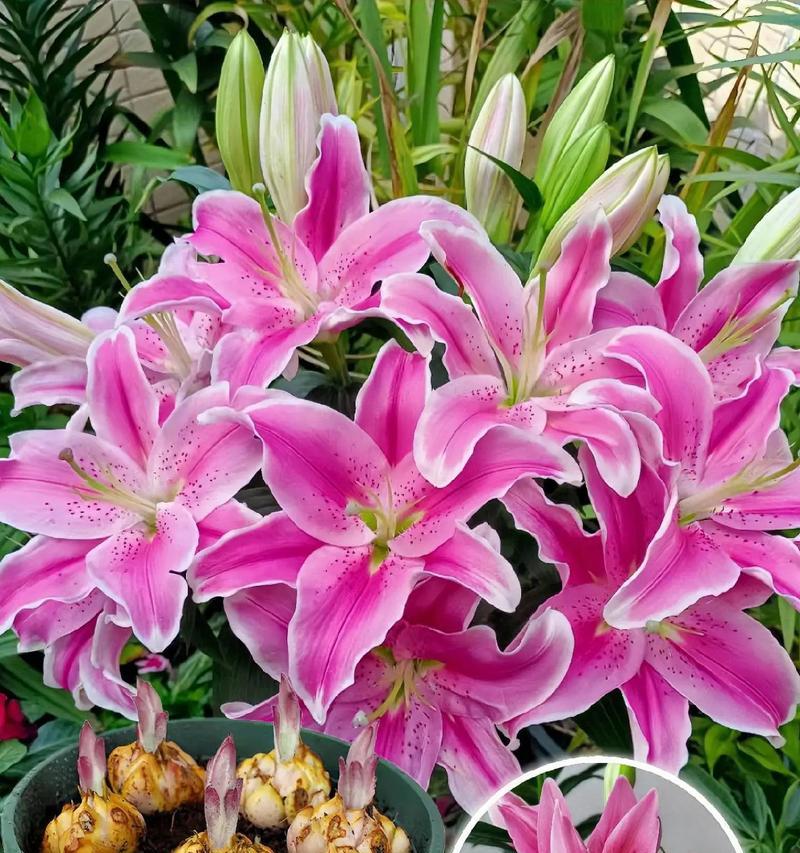 9支玫瑰1朵百合的花语是什么？