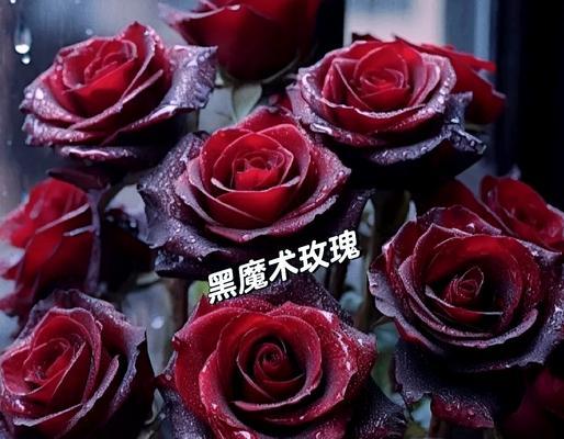 手握黑玫瑰象征哪个生肖？黑玫瑰在花语中扮演什么角色？