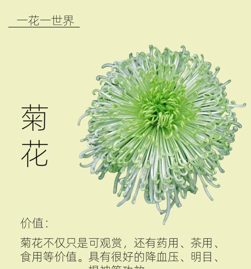 如何用100字描述菊花的种类？菊花有哪些特别的种类？