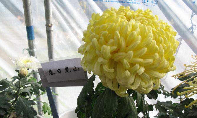 如何用50字介绍菊花？