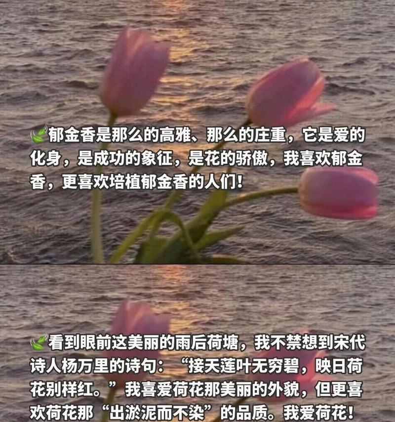 有哪些优美的句子以菊花开头？适合写作的句子有哪些？