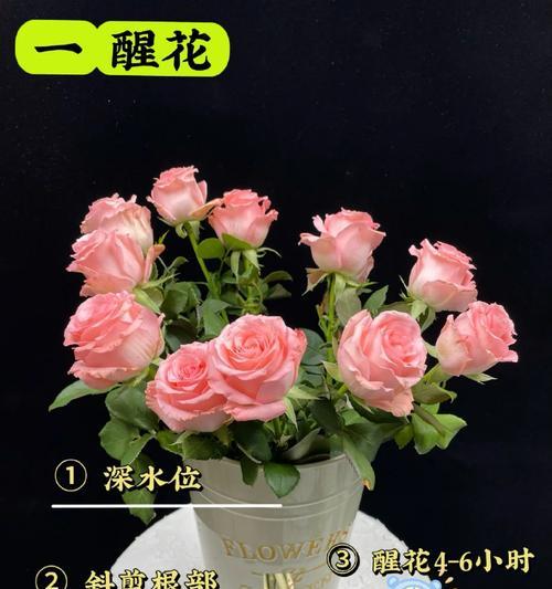 20朵粉玫瑰的含义是什么？英语中如何表达？