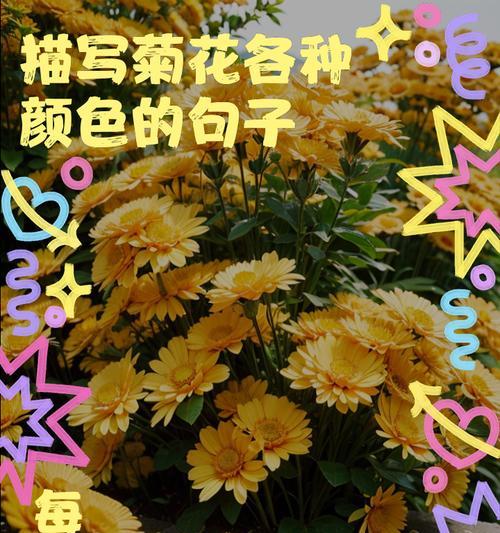 文人墨客如何赞美菊花？有哪些短句句子？