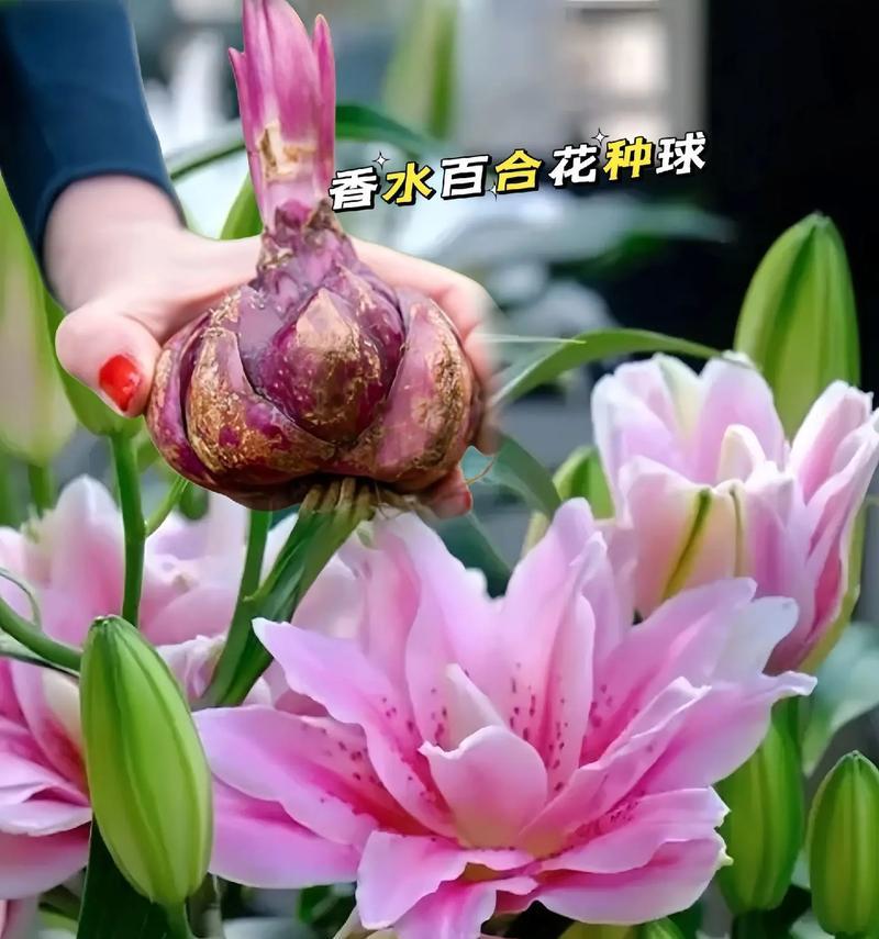 百合片什么意思？它在花语中通常代表什么？