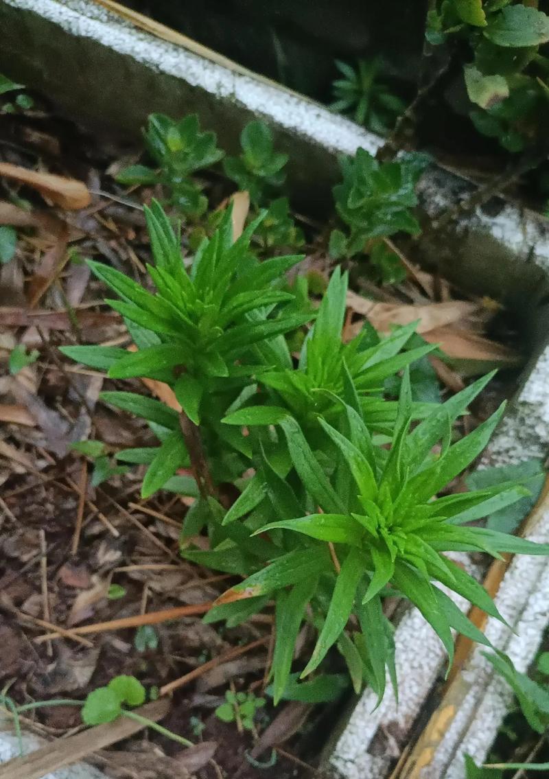 百合片什么意思？它在花语中通常代表什么？
