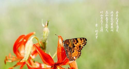 山间百合在网络用语中代表什么？