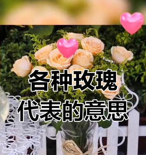 五种颜色玫瑰花分别代表什么含义？