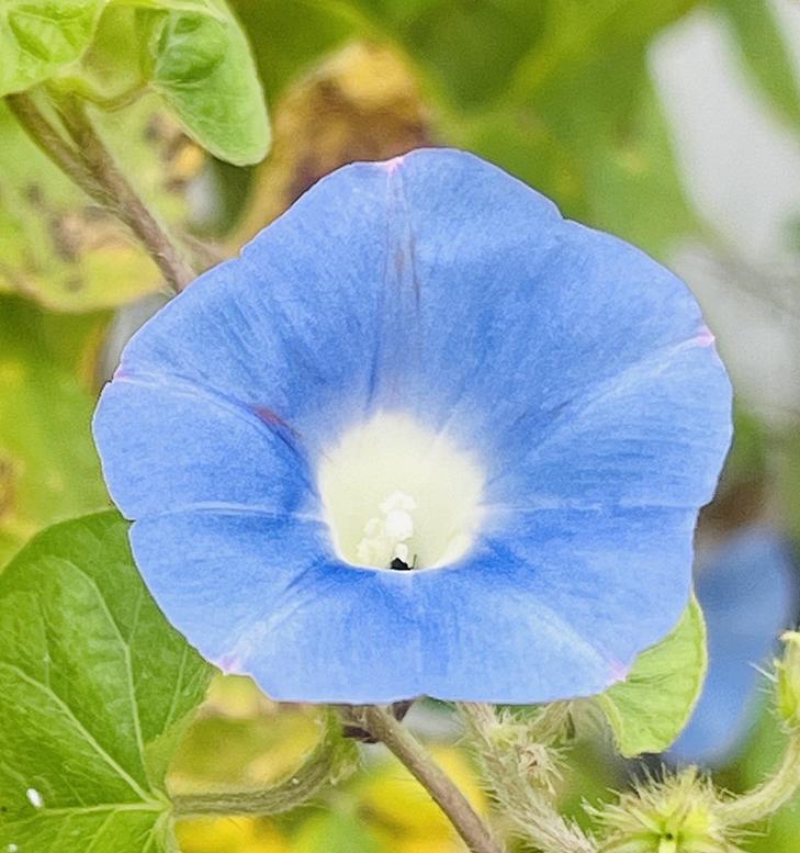 喇叭花的花语有哪些？喇叭花象征着什么？