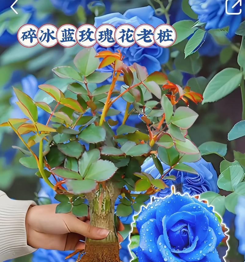 蓝包玫瑰花代表什么寓意？蓝包玫瑰花的花语是什么？
