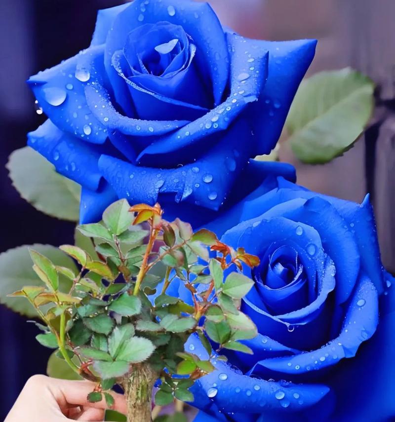 蓝包玫瑰花代表什么寓意？蓝包玫瑰花的花语是什么？