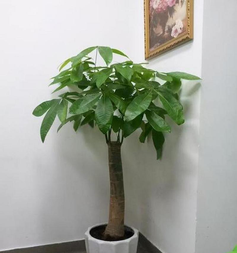 绿色植物在家居装饰中代表什么？它们有哪些象征意义？