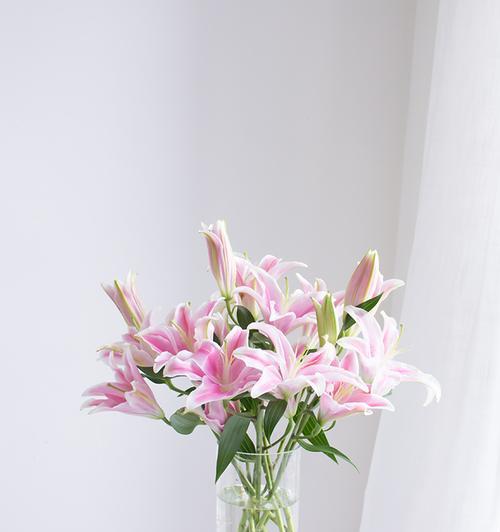 半紫半蓝百合的花语是什么？这种颜色组合的百合代表什么？