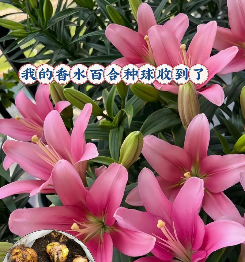 一根百合4个花朵的寓意是什么？它代表了什么？