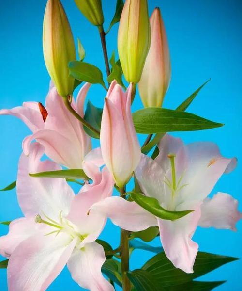 百合美子结局是什么意思？花语清杯又有什么寓意？