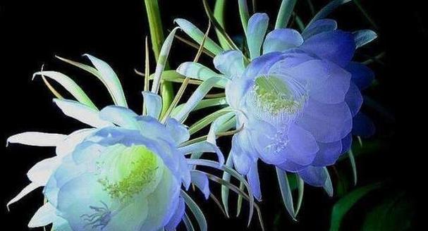 蓝色冰美人百合的寓意是什么？它的花语有哪些？