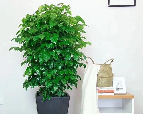 乔迁送盆栽植物有哪些好选择？哪种植物寓意最好？