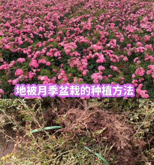 盆栽快速生长需要哪种土壤？