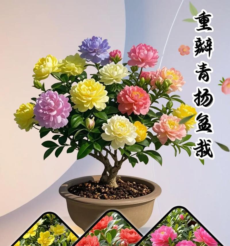 盆栽快速生长需要哪种土壤？