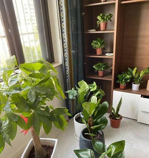 哪些植物具有吸收金属离子的能力？它们的吸收效果如何？