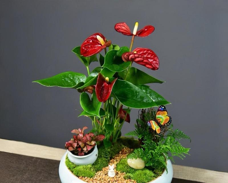 哪些花卉摆件植物容易养护？