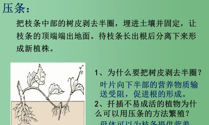 哪些植物适合进行压枝？压枝的正确步骤是什么？
