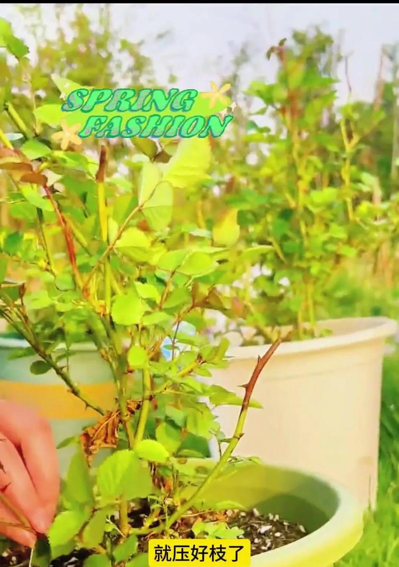 哪些植物适合进行压枝？压枝的正确步骤是什么？