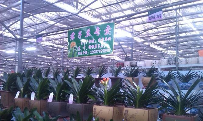 陈砦花卉市场有哪些规划小区？