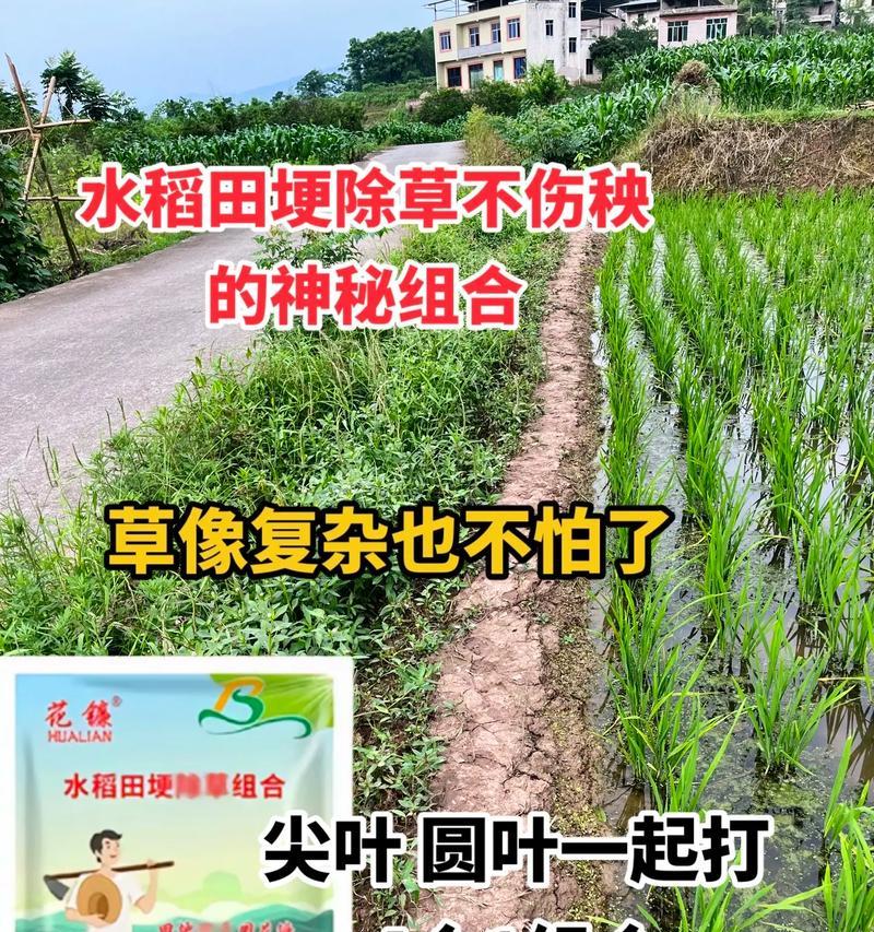 水稻种植的关键点有哪些？