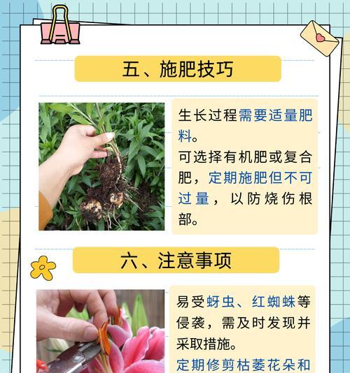 手工水培花盆百合的制作方法是什么？如何确保水培百合的成功？