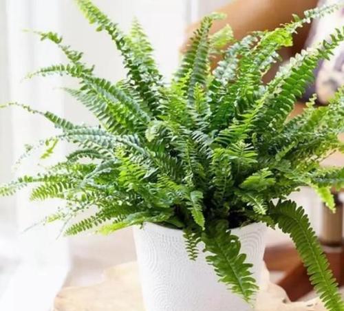 哪些蕨类植物不怕冷？如何在寒冷地区种植蕨类植物？