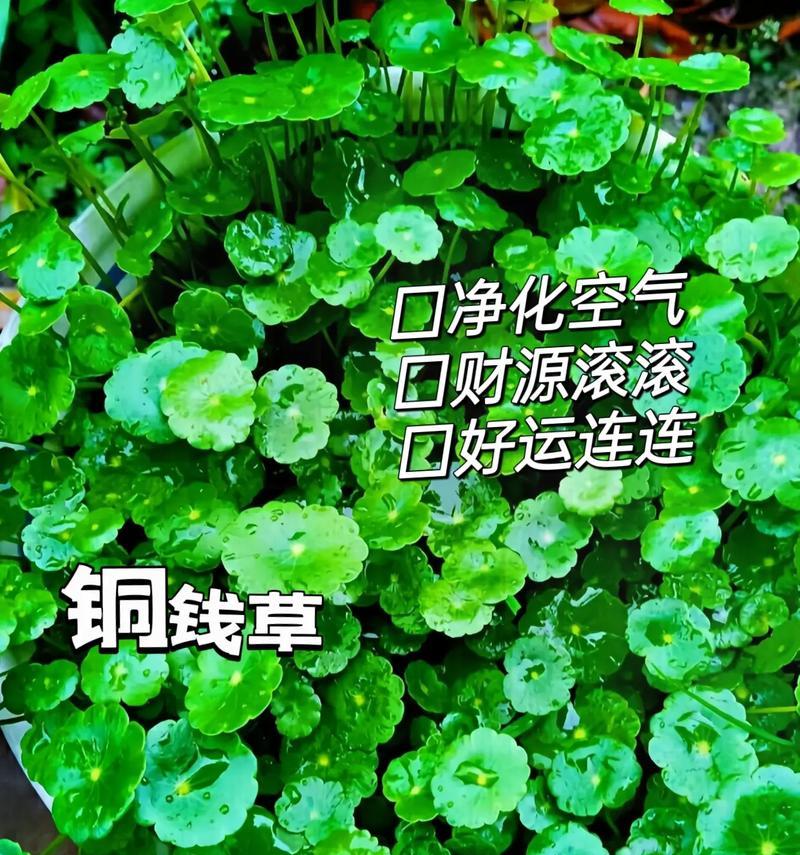 绿植花卉为何容易养活？