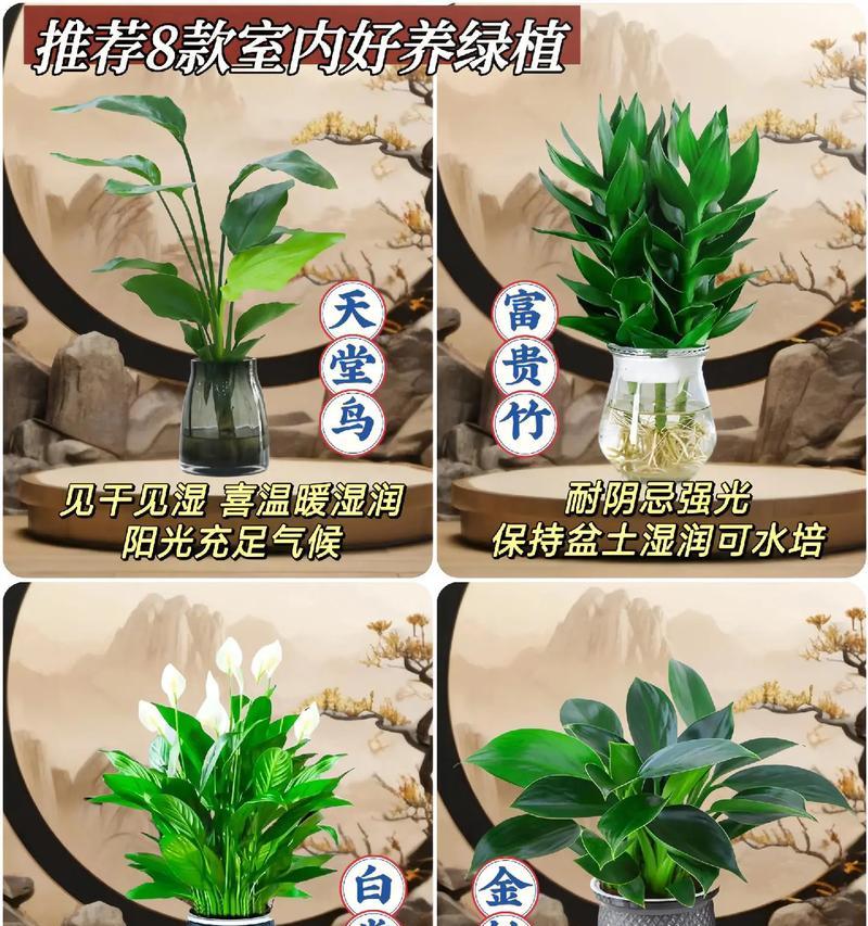 绿植花卉为何容易养活？