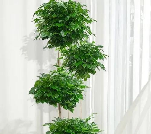 绿植花卉为何容易养活？
