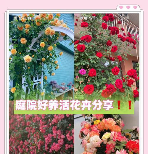 东北常见田园花卉品种有哪些？这些花卉的特性是什么？