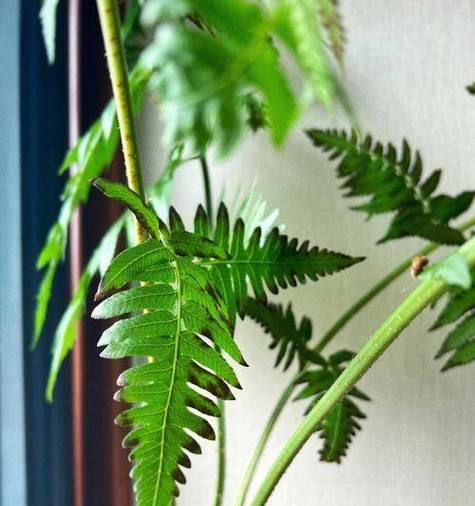 张掖附近森林有哪些独特植物？如何保护它们？