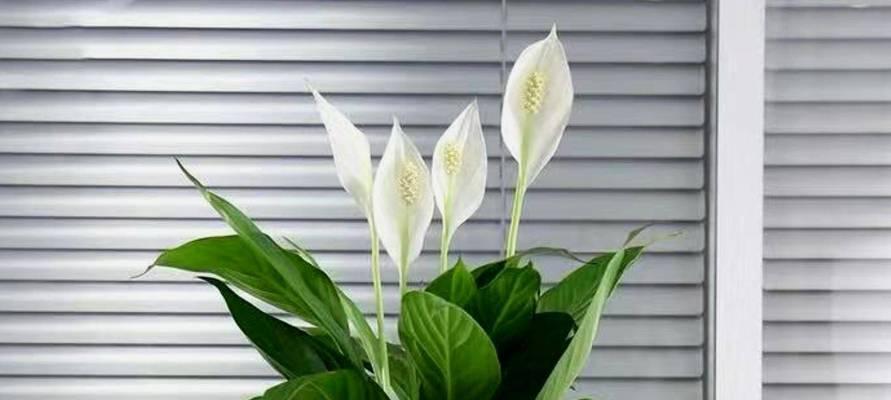 室内不宜养的花卉有哪些？哪些花卉不宜在室内种植？