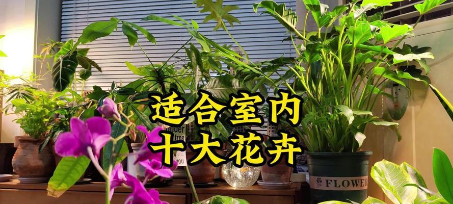 室内不宜养的花卉有哪些？哪些花卉不宜在室内种植？