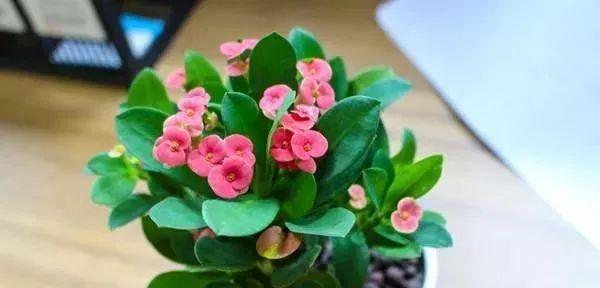室内不宜养的花卉有哪些？哪些花卉不宜在室内种植？