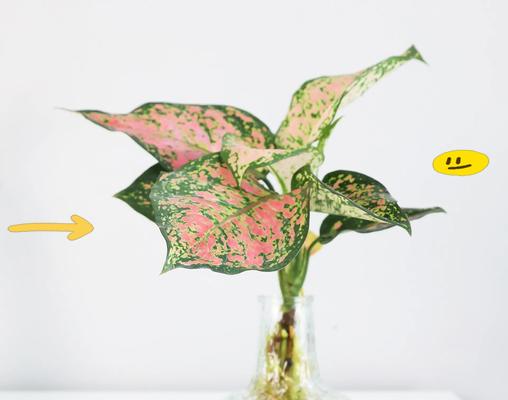 雅丽皇后植物怎么养？雅丽皇后的养护技巧有哪些？