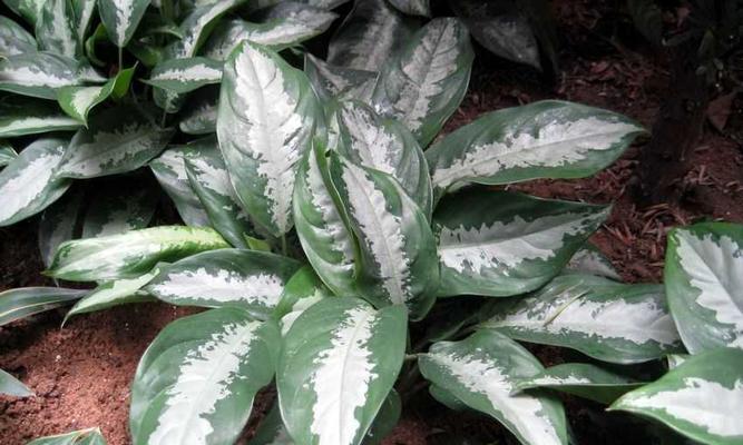 雅丽皇后植物怎么养？雅丽皇后的养护技巧有哪些？