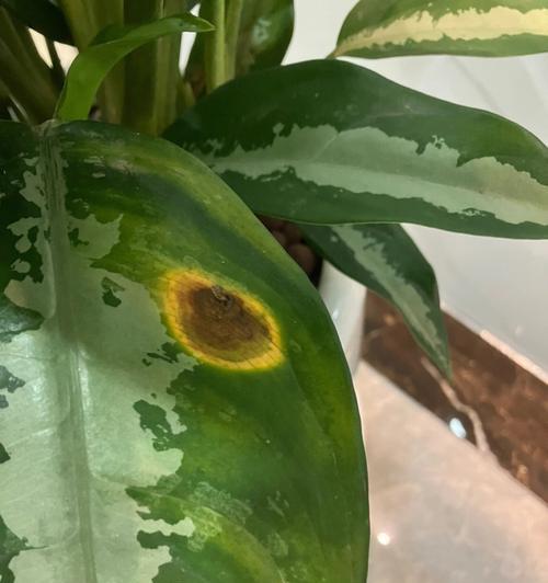 雅丽皇后植物怎么养？雅丽皇后的养护技巧有哪些？