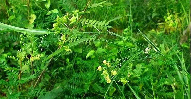 山脊上常见的植物有哪些？这些植物的适应性如何？