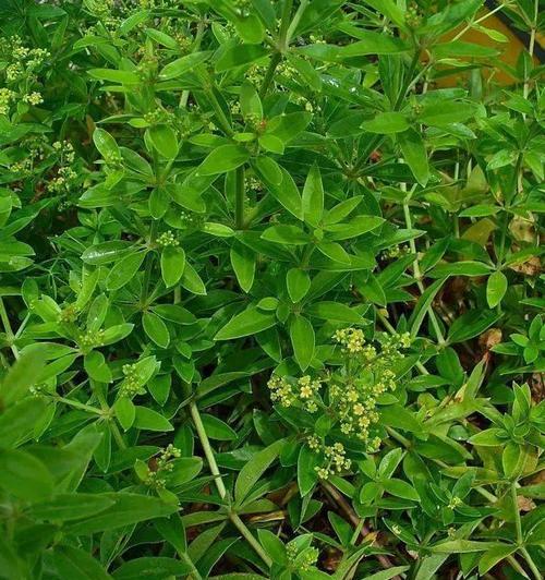 山脊上常见的植物有哪些？这些植物的适应性如何？