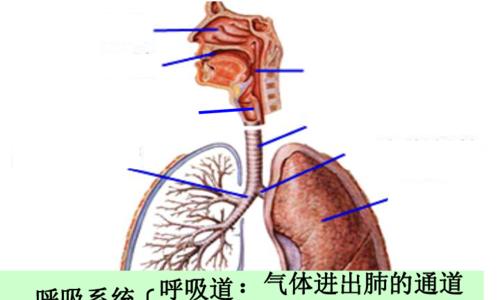 植物交换的正确流程是什么？