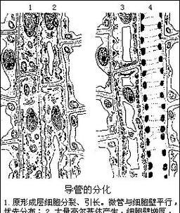 观察植物导管结构的方法是什么？