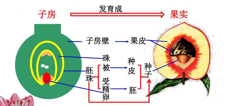 观察植物导管结构的方法是什么？