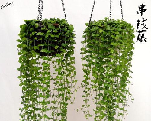 哪些植物属于巨型垂藤植物？巨型垂藤植物的养护要点是什么？