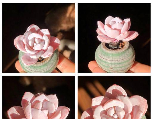 雪兔多肉植物的养殖方法是什么？如何保持雪兔多肉的健康？